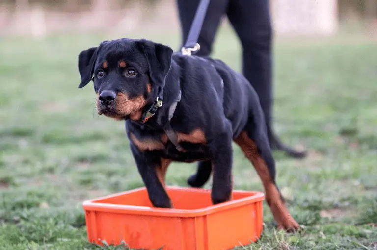 كيف تدرب كلاب الرود فيلر على استخدام الحمام