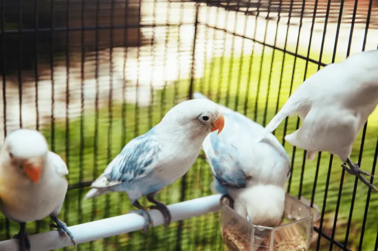 اكل طيور الحب