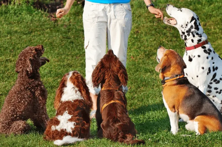 خطوات تدريب جرو الحراسة لمربي الكلاب المنزلية