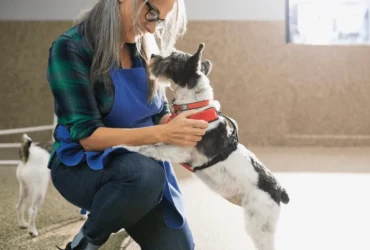 خطوات تدريب جرو البوليسي منذ الصغر