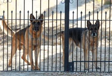 أفضل سلالات كلاب الحراسة لحماية منزلك