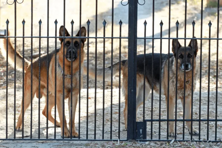 أفضل أنواع الكلاب للحراسة