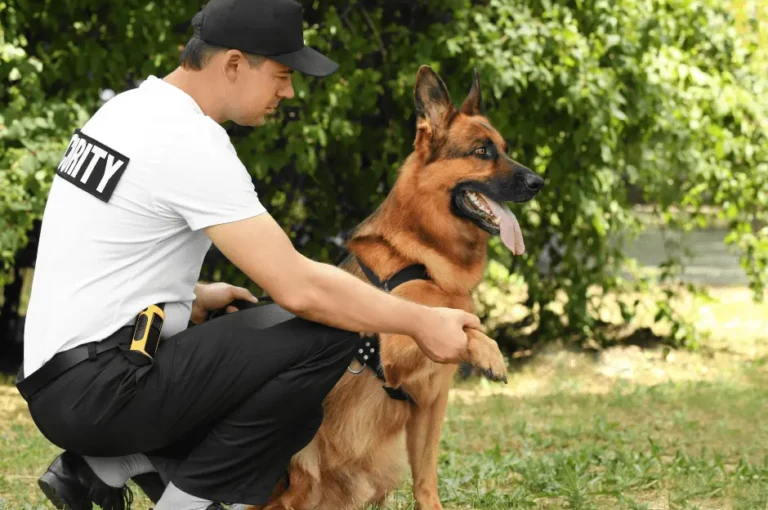 تعلم كيفية تدريب كلاب الحراسة بشكل صحيح