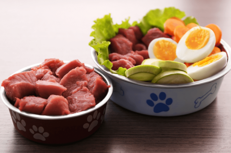 أفضل طعام لكلاب البيكنواه