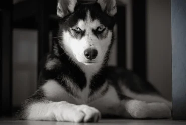 كيفية التعامل مع عناد الكلب الهاسكي