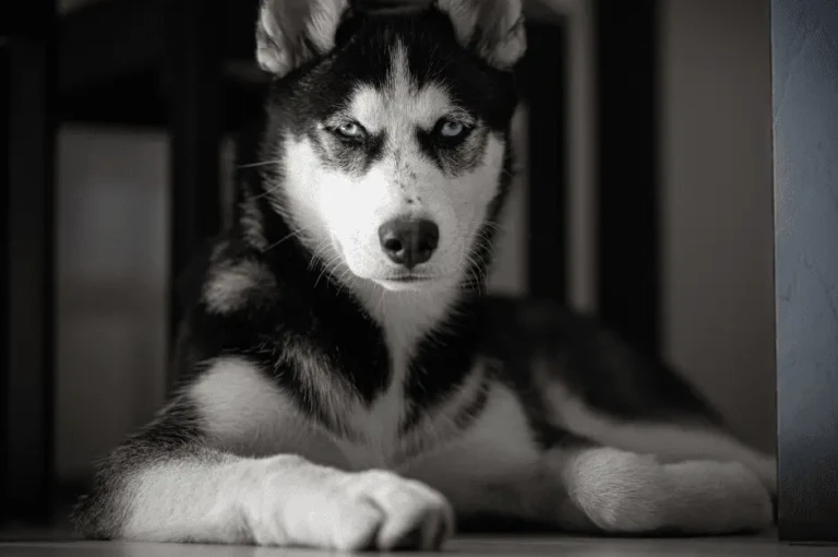 كيفية التعامل مع عناد الكلب الهاسكي