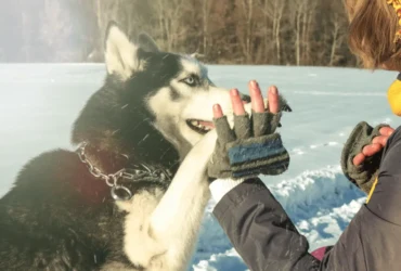 خطوات تدريب الكلب الهاسكي على الطاعة
