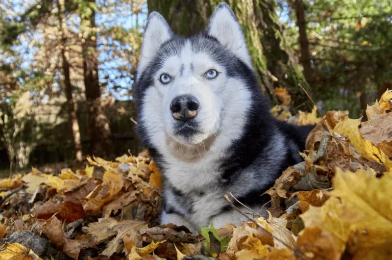 كيفية العناية بالكلب الهاسكي : دليل شامل