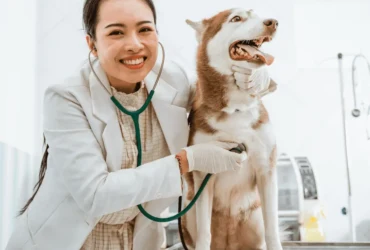 كلاب الهاسكي الابيض