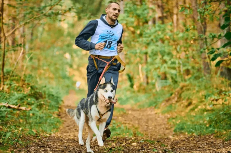 كيفية تمرين الكلب الهاسكي بشكل صحيح