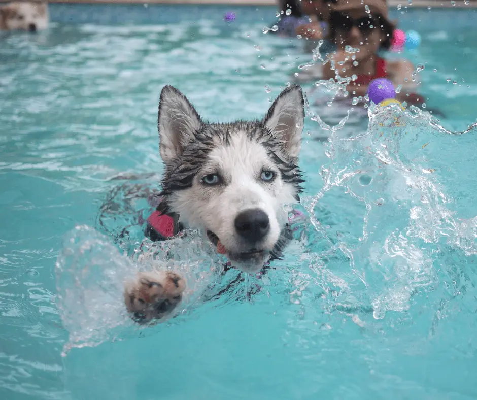 تمرين الكلب الهاسكي