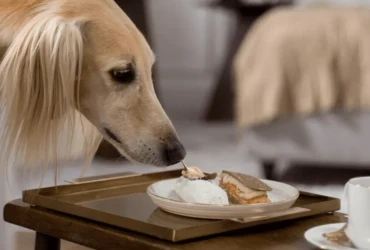 أفضل أنواع الطعام لكلاب سلوقي