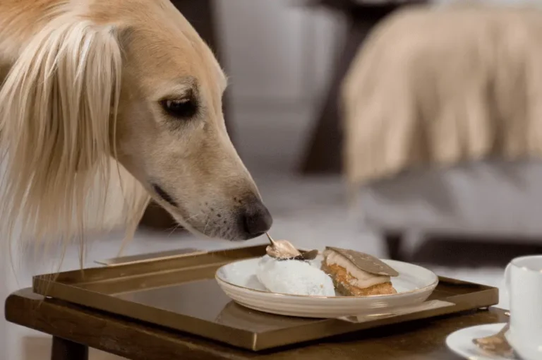 أفضل أنواع الطعام لكلاب سلوقي