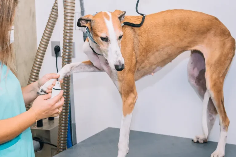 كيفية الحفاظ على صحة كلاب سلوقي