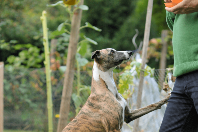 كيفية تدريب كلاب سلوقي بشكل فعال