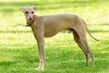 مميزات كلاب سلوقي : كل ما تحتاج معرفته