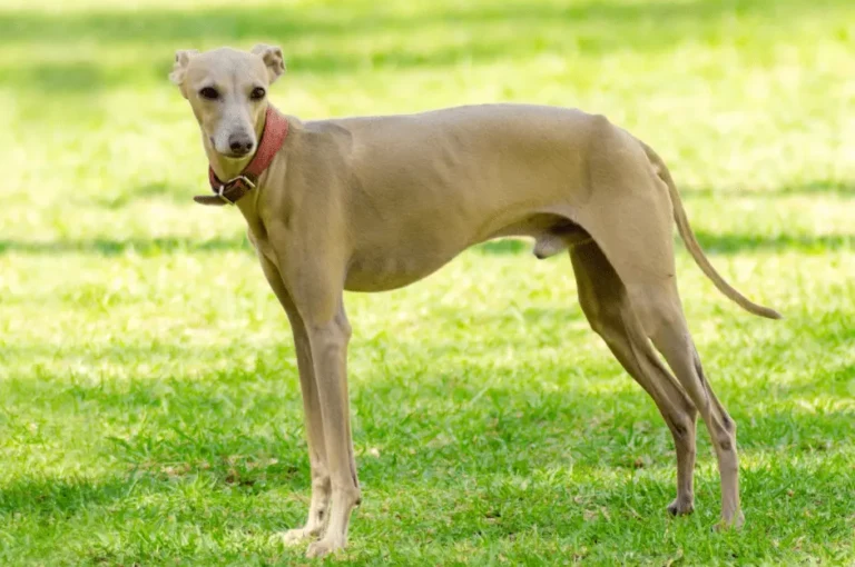 مميزات كلاب سلوقي : كل ما تحتاج معرفته