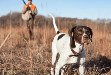 أفضل أنواع الكلاب للصيد