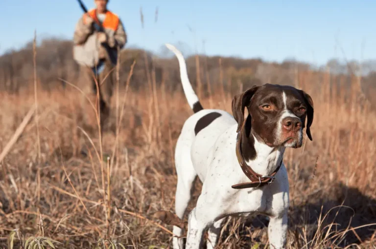 أفضل أنواع الكلاب للصيد