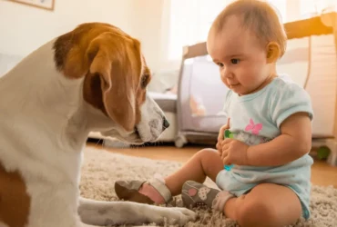 أفضل أنواع الكلاب الصديقة للأطفال