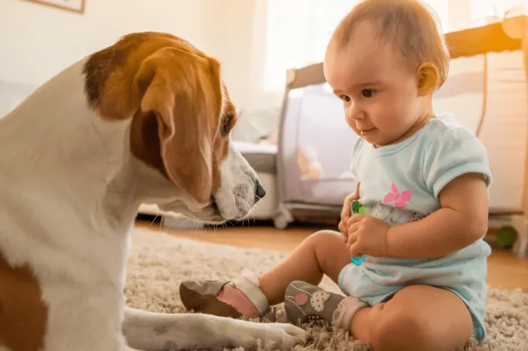 أفضل أنواع الكلاب الصديقة للأطفال