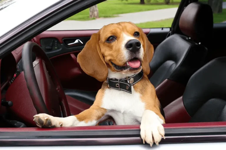 ألطف أنواع الكلاب الأليفة