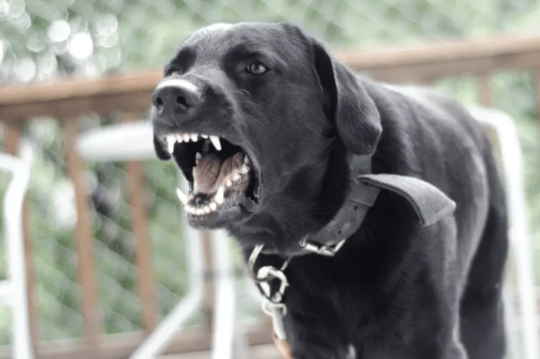 أقوى أنواع الكلاب الشرسة