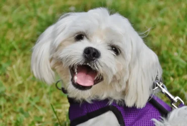 أجمل انواع الكلاب الصغيرة