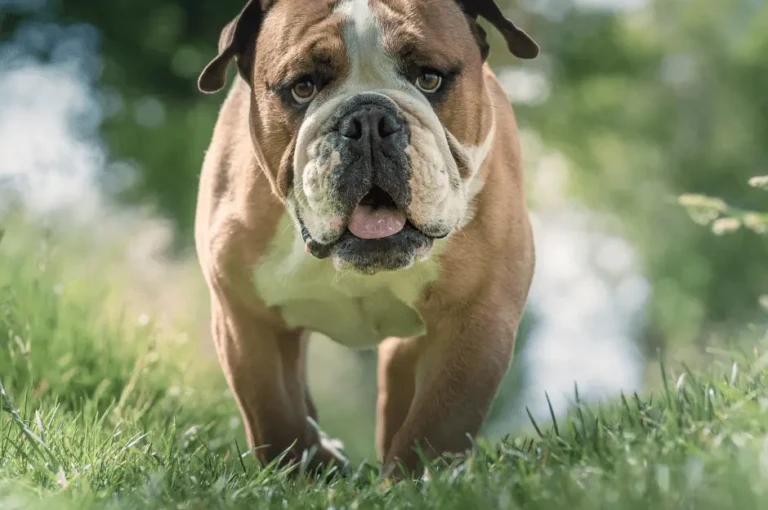 دليل شامل عن كلاب البولدوج
