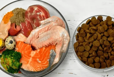 تعرف على أفضل أنواع أكل الكلاب