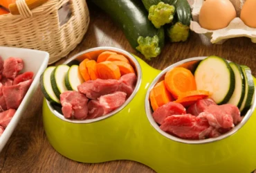 النظام الغذائي المثالي لكلاب المالينو الأسود