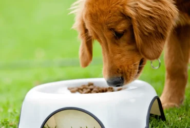 تغذية الكلاب الرومي : دليل شامل