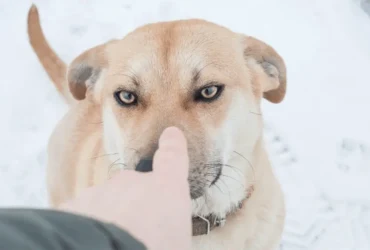 قصص وتجارب حقيقية عن زنقة الكلاب