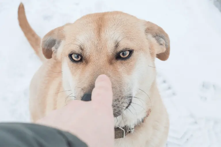 قصص وتجارب حقيقية عن زنقة الكلاب