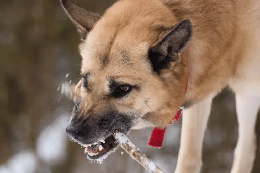 تأثير زنقة الكلاب على صحة الكلاب