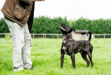 كيفية علاج زنقة الكلاب