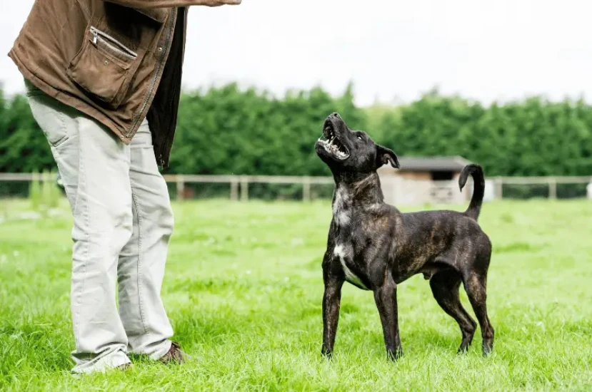 كيفية علاج زنقة الكلاب