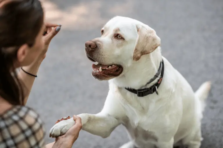 نصائح لتدريب الكلاب على التعامل مع زنقة الكلاب