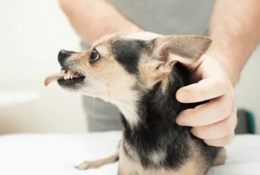 أسباب زنقة الكلاب وكيفية التعامل معها