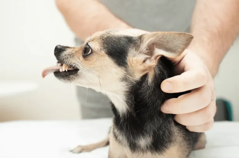 أسباب زنقة الكلاب وكيفية التعامل معها