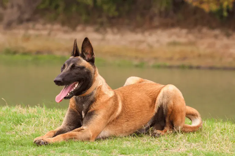 تصرفات كلاب البلجيكي وكيفية التعامل معها