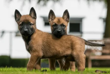 مميزات كلاب المالينو الأسود الصغيرة