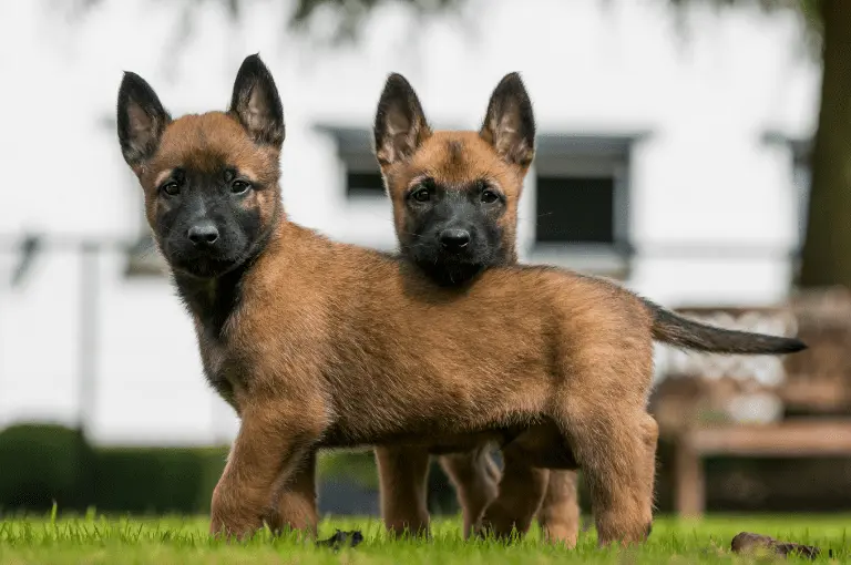 مميزات كلاب المالينو الأسود الصغيرة