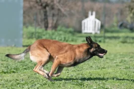 كيف تحافظ على صحة كلاب البلجيكي