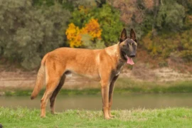 اكتشف أنواع الكلاب البلجيكي