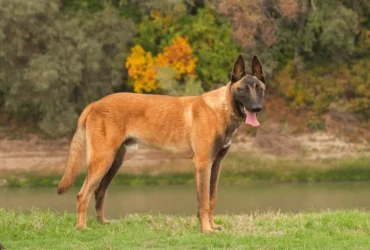 اكتشف أنواع الكلاب البلجيكي