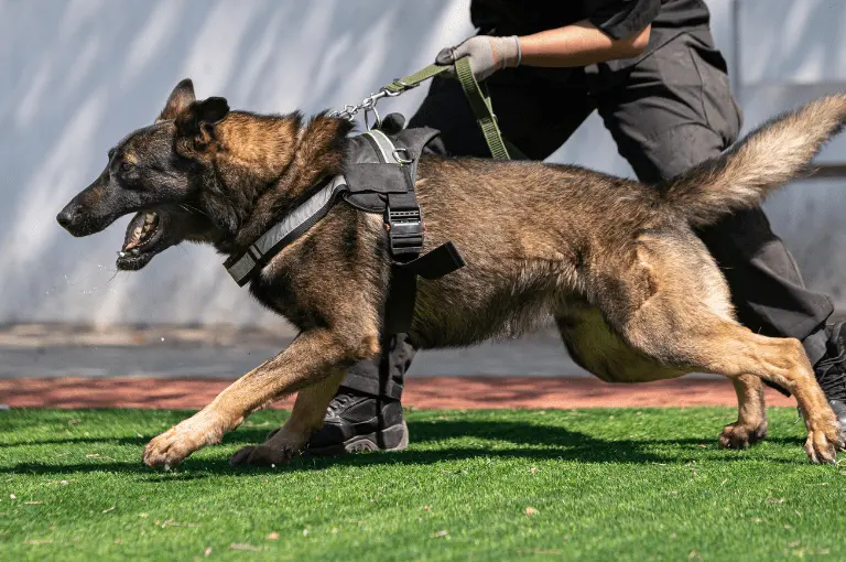 نصائح لتدريب كلاب المالينو الأسود على الطاعة