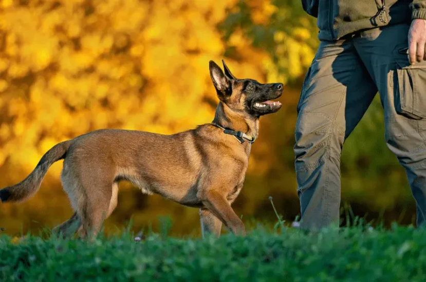كيف تدرب كلاب البلجيكي على استخدام الحمام