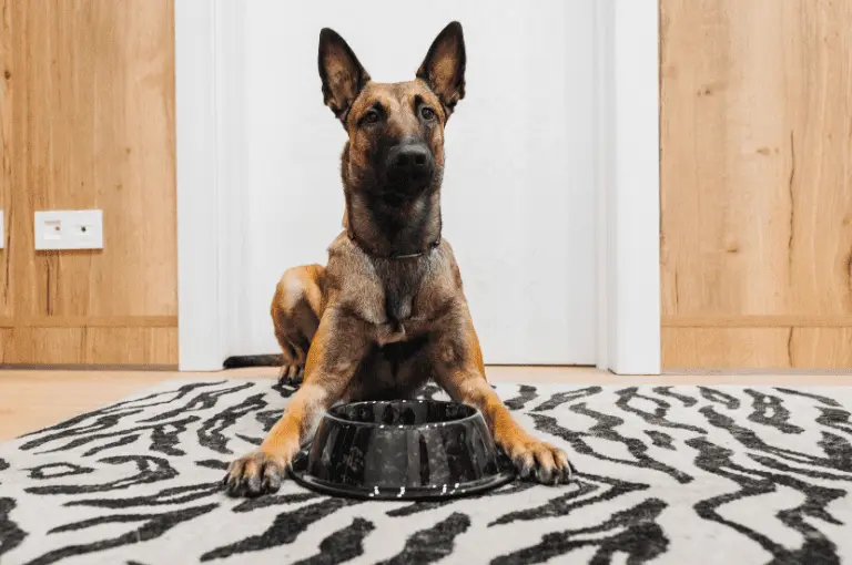 النظام الغذائي المثالي لكلاب البلجيكي