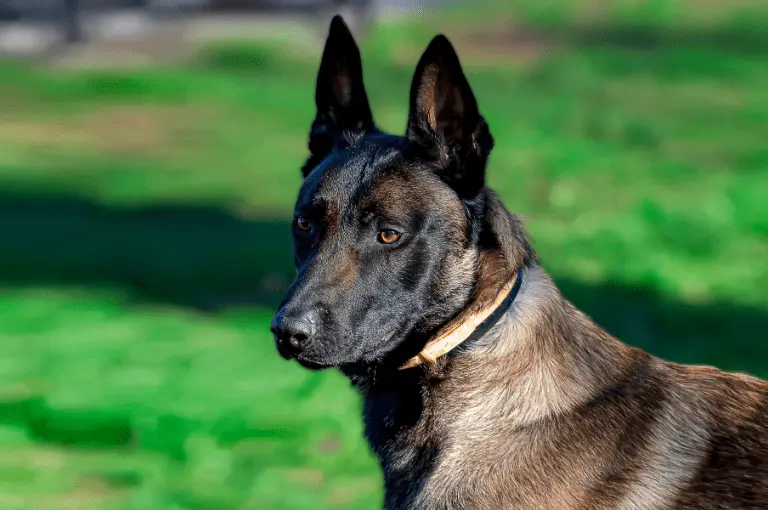 كيف تحافظ على صحة كلاب المالينو الأسود